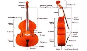 The Difference Between Electric and Upright Bass